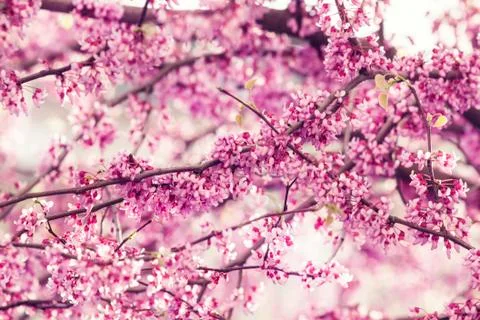 Spring nature background with pink flowering tree, selective focus, blurred i Stock Photos