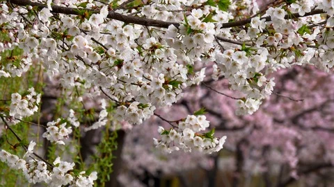 Spring nature background with sakura blossoms. Beautiful and gentle white Stock Footage 99631728