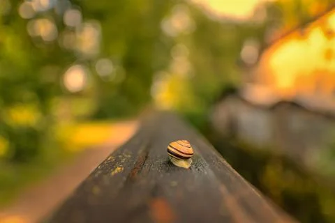 Spring nature background with snail in sunset. Stock Photos