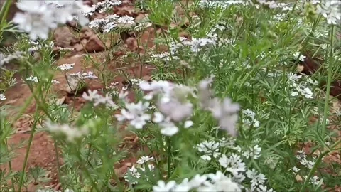 Spring Nature: Bee on Flowering Coriander Plant Stock Footage 333926035