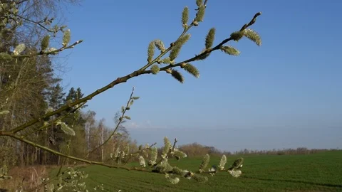 Spring nature, branch in the wind Stock Footage 88762324