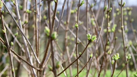 Spring nature branches 4k 25fps video Stockbeeldmateriaal 269837523