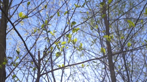 The spring nature. a clear blue sky and blossoming buds in the trees. green Stock Footage 88338341