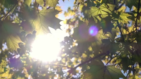 Spring nature closeup panoramic view along maple tree branch with lens flare Vídeos de archivo 65110585