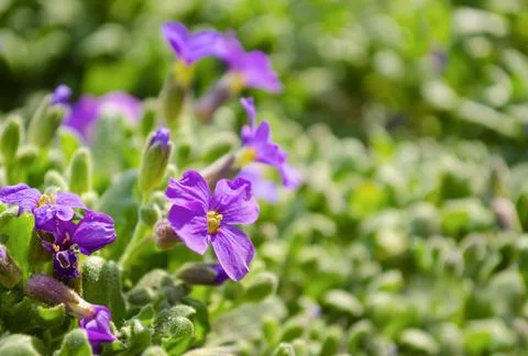 Spring nature common violets background. Viola Odorata flowers in the garden  Stock Photos