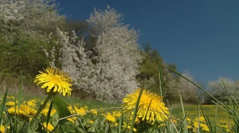 Spring Nature, Dandelion, Flowering Trees Stock Footage 47740192