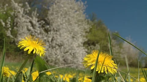 Spring Nature, Dandelion, Flowering Trees Stock Footage 47740214