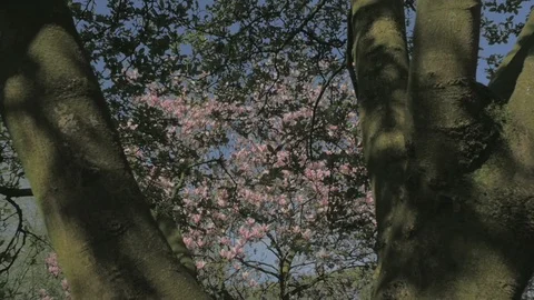 Spring Nature - Distancing from Beautiful Pink Magnolia Tree - 29,97FPS NTSC Stock Footage 93213076