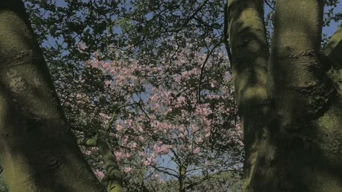 Spring Nature - Distancing from Beautiful Pink Magnolia Tree - 25FPS PAL Stock Footage 93213239