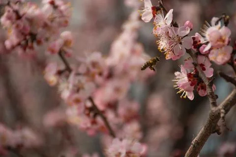 Spring nature, flowering fruit tree and bee Stock Photos