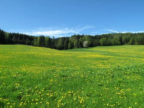 Spring nature  with flowering meadows Stock Photos