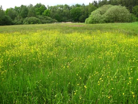 Spring nature  with flowering meadows Stock Photos