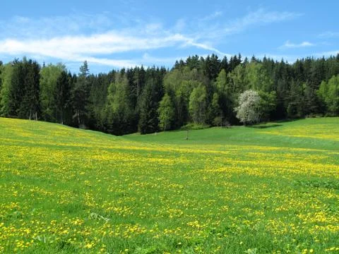 Spring nature  flowering trees Stock Photos