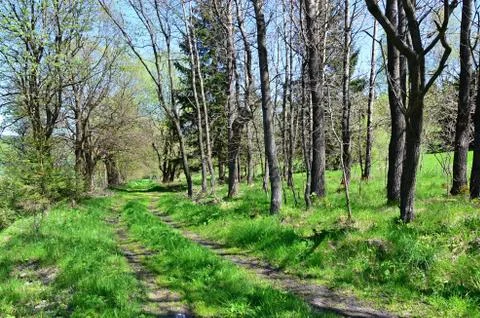 Spring nature  with flowering trees Foto stock