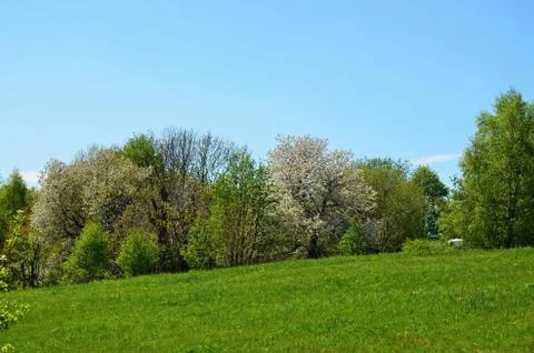 Spring nature  with flowering trees Stock Photos