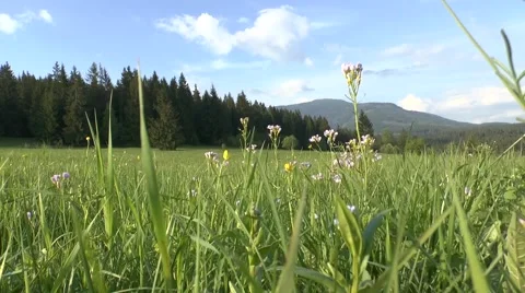 Spring nature Video stock 46280637