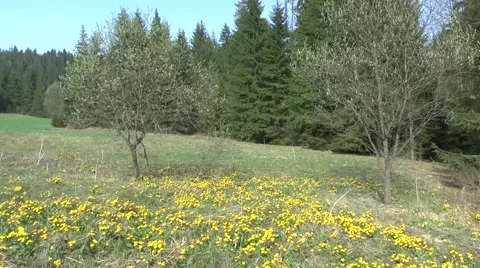 Spring nature Video stock 46281617