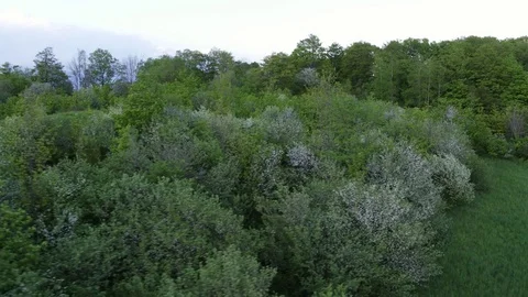 Spring Nature  Vídeo Stock 79037296