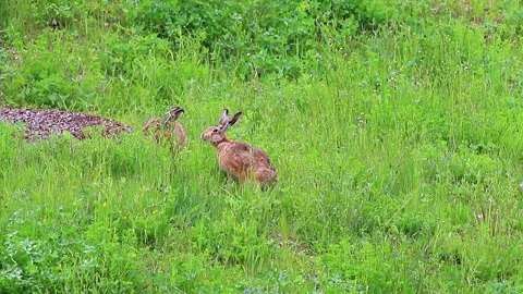 Spring nature Stock Footage 155160570