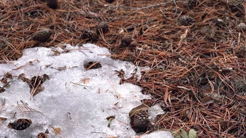 Spring in nature Stock Footage 173406761