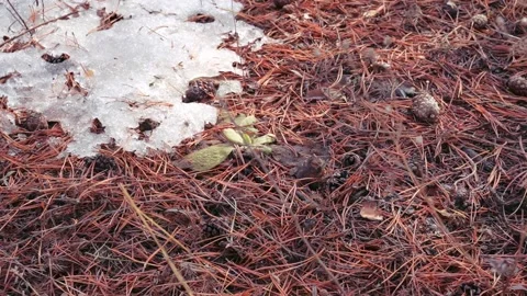 Spring in nature Stock Footage 173692146