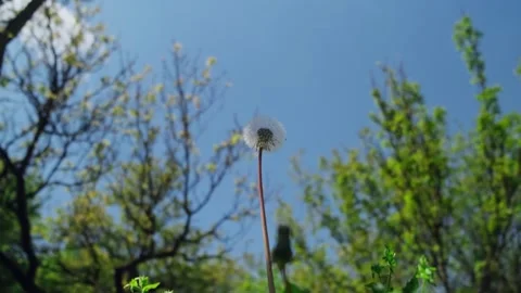 Spring nature. Stock Footage 265386216