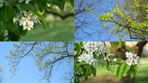 Spring nature. Stock Footage 302366693