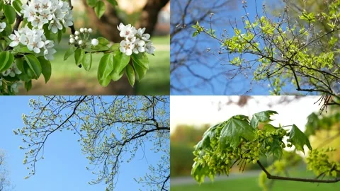 Spring nature. Stock Footage 302366766