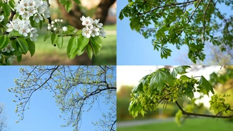 Spring nature. Stock Footage 302366891