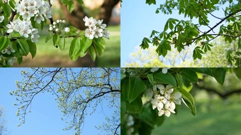 Spring nature. Stock Footage 302367082