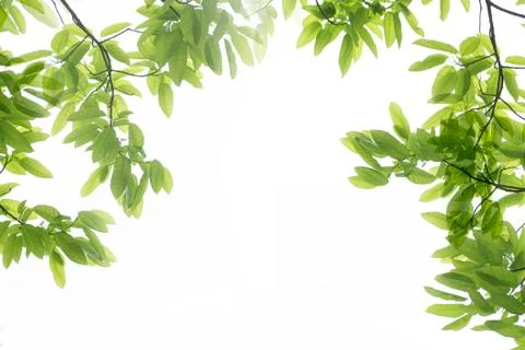 Spring nature green leaf Stock Photos