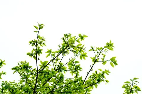 Spring nature green leaf Stock-Fotos