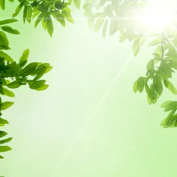 Spring nature green leaf Stock Photos