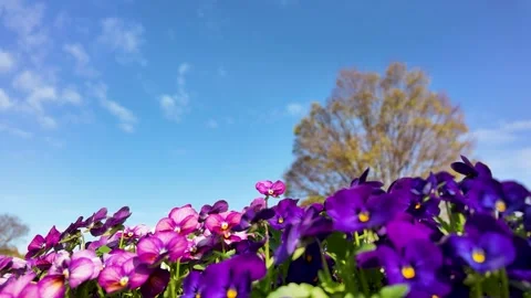 Spring Nature Landscape Japan Flowing Light Wind Cinematic Travel Footage Stock Footage 336730189
