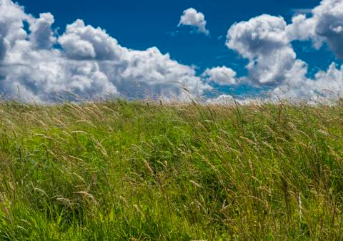 Spring nature, landscape Stock Photos