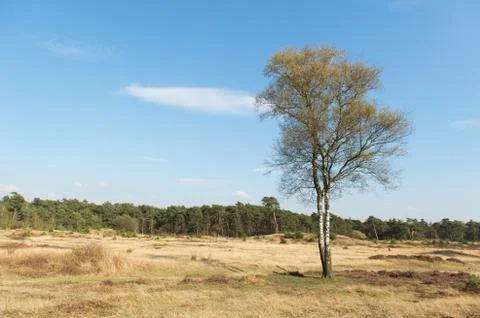 Spring in nature landscape Stock Photos