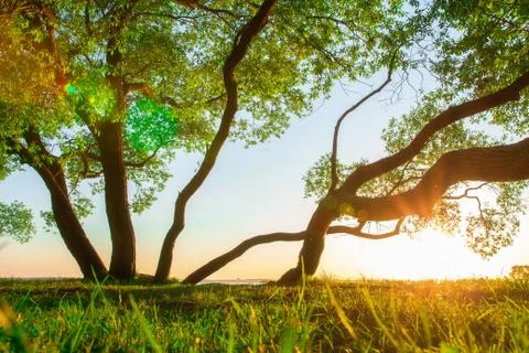 Spring nature landscape at sunset Foto stock