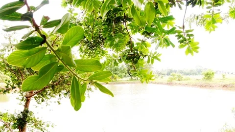 Spring, Nature, Leaf, Tree Growth Stock Footage 126565326