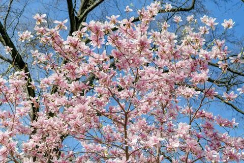 Spring nature. Magnolia with blooming flower. Blossom spring season. Magnolia Fotos Stock