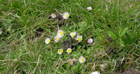 Spring nature meadow flowers view. Summer chamomile flower at green grass Stock Footage 129343956