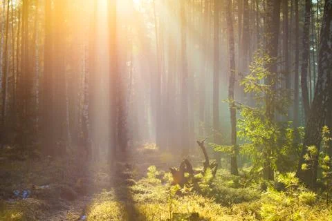 Spring nature Foto stock
