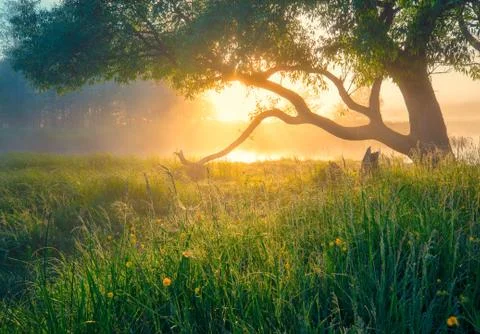 Spring nature Foto stock