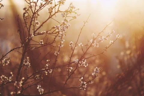 Spring in nature Stock Photos