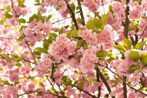 Spring nature Stock Photos