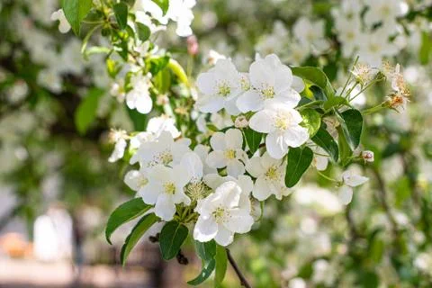 Spring nature Foto stock