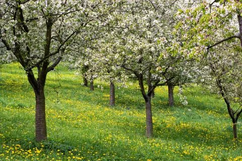Spring nature Stock Photos