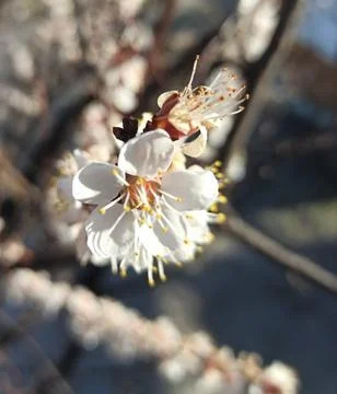 Spring nature Stock Photos