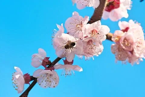 Spring nature Fotos Stock