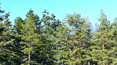Spring in Nature - Pine Forest - Awakening of Nature 스톡 동영상 60891986