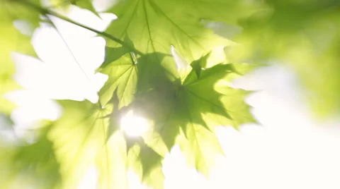 Spring nature scene with maple tree branch and lens flare in sunny day. Vidéo 50099706